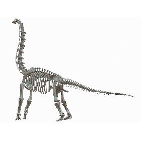 Brachiosaurus Skeleton 3D model